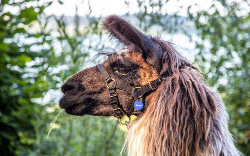 Abenteuer Lama Trekking Effner Img 4177