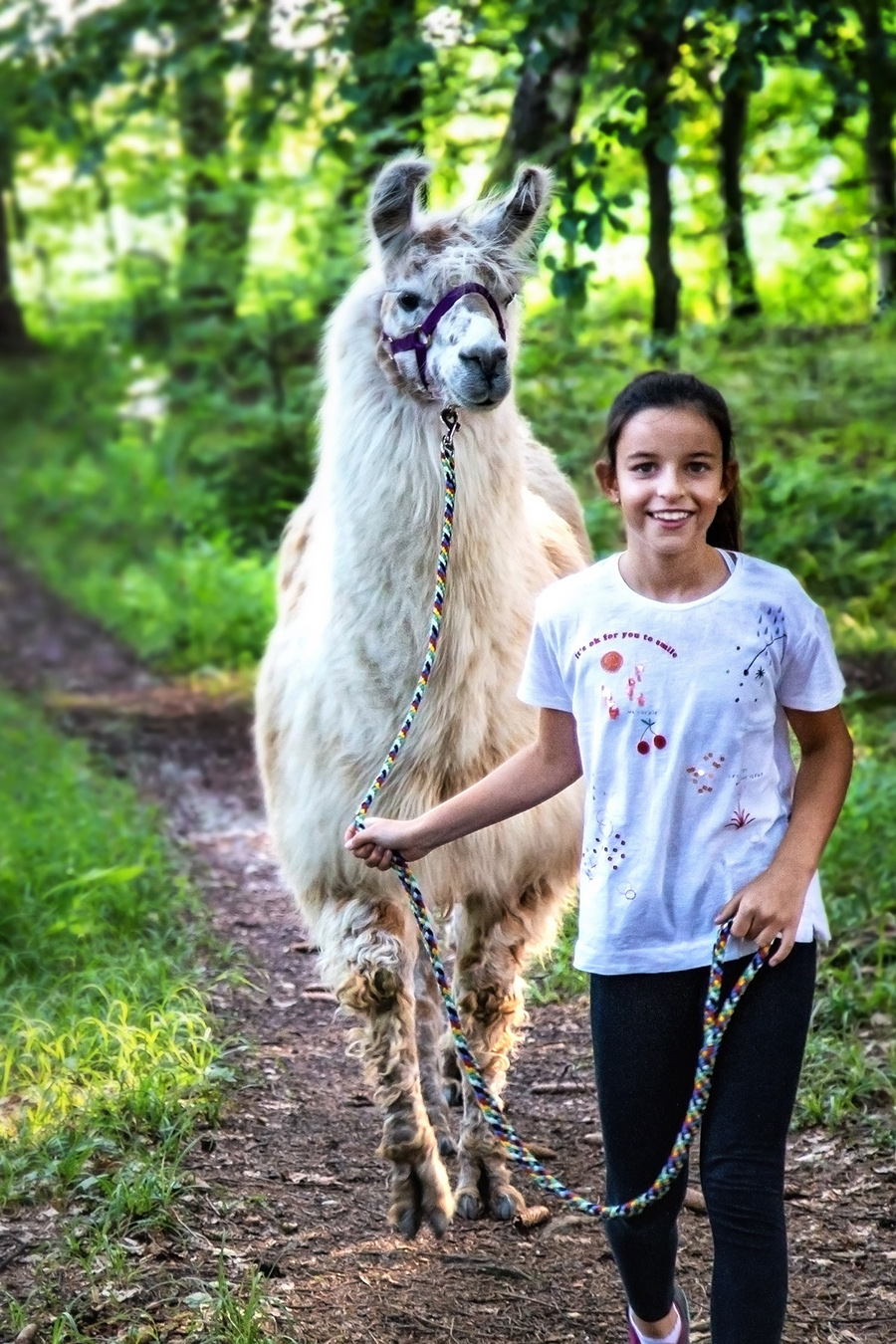 Lama-Wanderung am Waginger See | Kind führt Lama beim Trekking an der Leine