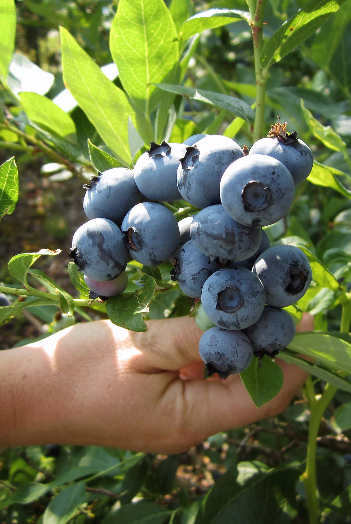 Schönramer Beeren