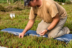 Effner Cranberry Plantage Schoenram Dr Michael Bannert 3730