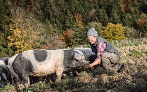 Hhnbtbd8501098303 Kopie