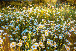 Mageritent Richard Scheuerecker