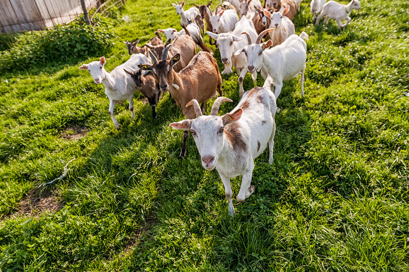 Hofladen Radtour auf Attls Bio-Milchziegenhof | Region Waginger See, Bayern