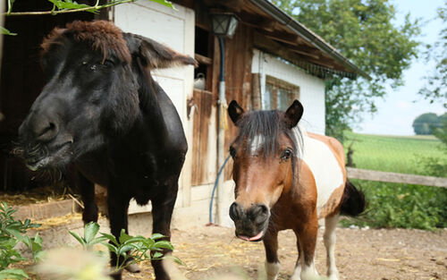 Pferd Und Esel