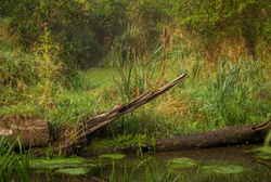 Salzachauen Richard Scheuerecker